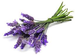 lavendar