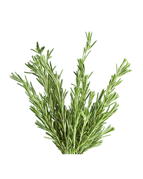 rosemary